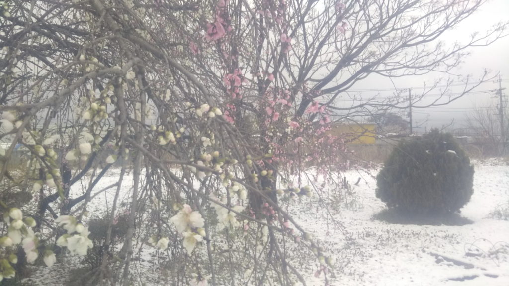 雪の中で可憐に咲く花桃